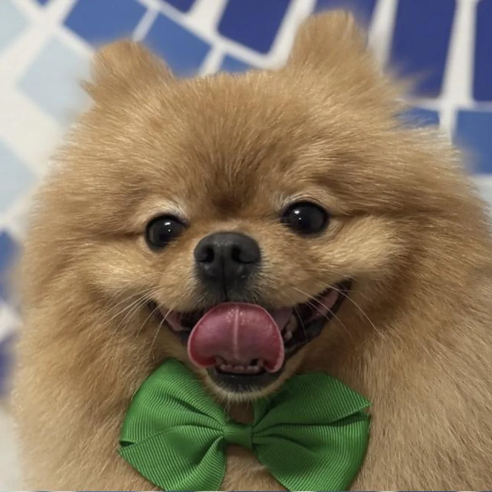 Cómo cuidar el pelaje de un Pomeranian