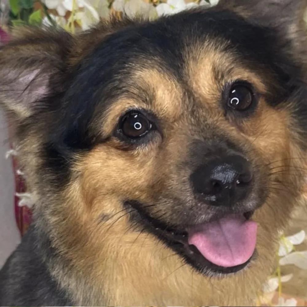 Limpieza dental canina sin anestesia: qué es y por qué importa